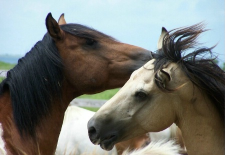 Wild Stallions