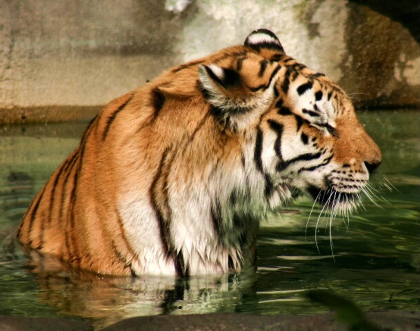 Tiger nap