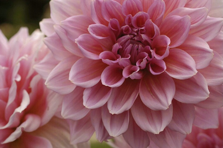 In the Pink (Dahlias)