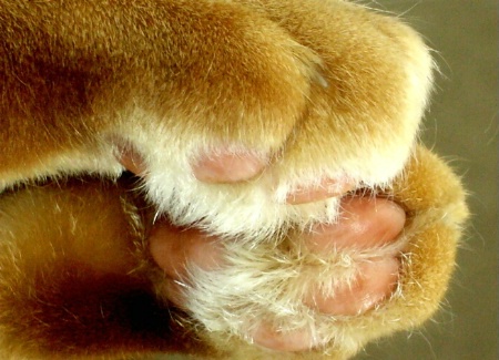 CAT PAWS