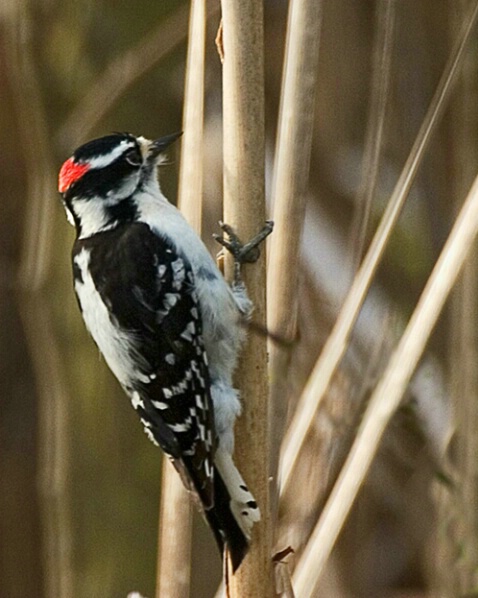 Downy Woodpecker - ID: 480844 © James E. Nelson