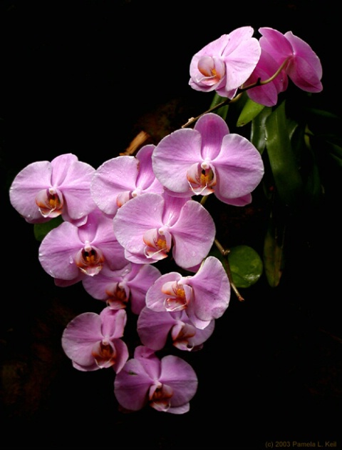 Falling Orchids