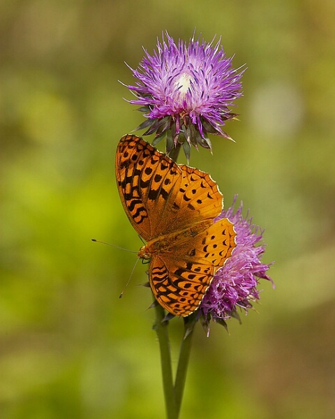 Great Spangled Fritillary on Thistle