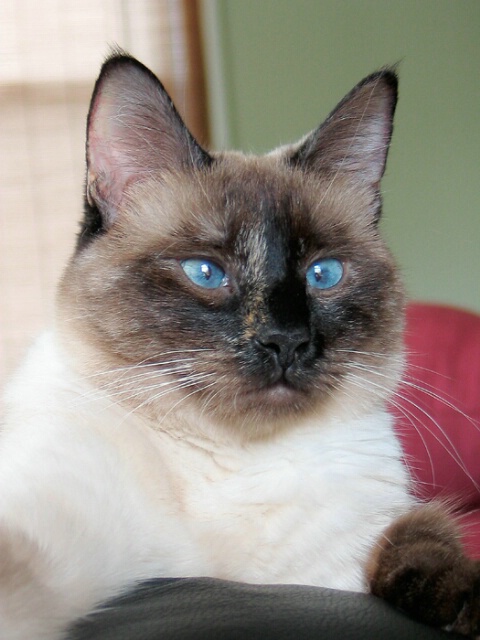 My Chunky Kitty