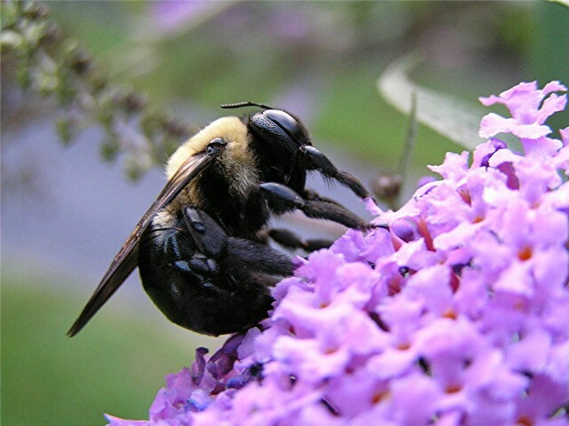 Hungry Bumble  Bee