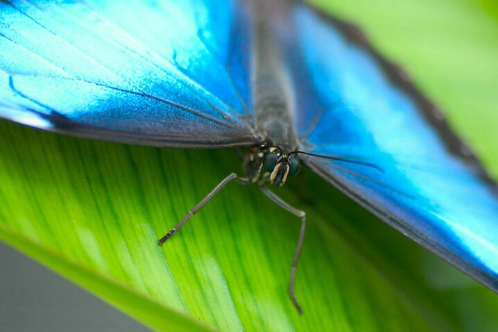 Blue Butterfly - ID: 483255 © Robert Hambley