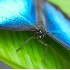 © Robert Hambley PhotoID # 483255: Blue Butterfly