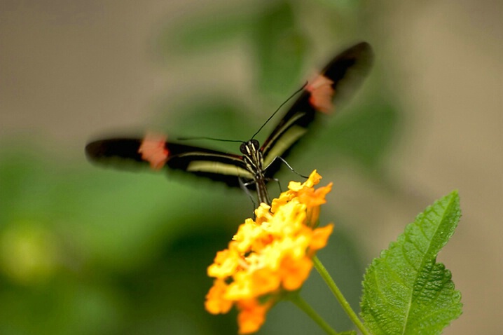 Butterfly on Flower - ID: 483257 © Robert Hambley