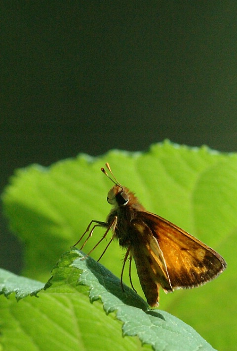 A Nodding Butterfly