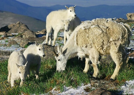 Mountain Goats