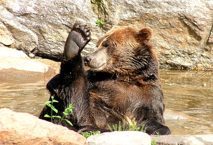 Grizzly Yoga