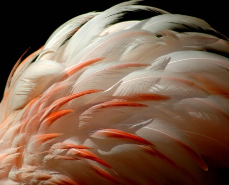 Pink Feathers