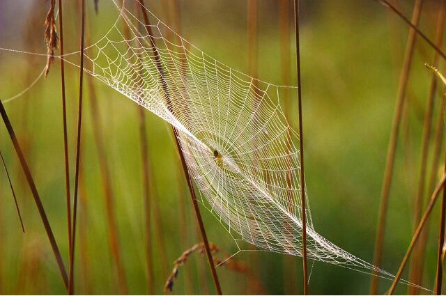 Parabolic Web