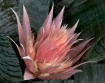Prickly Pink