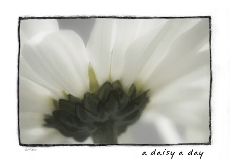 ~a daisy a day~