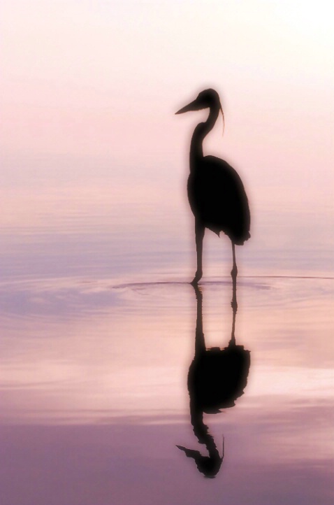 Heron