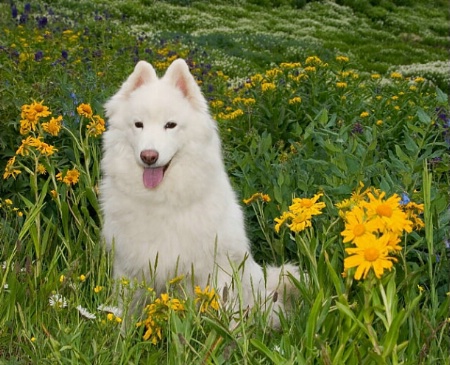 Stevie in Wildflowers