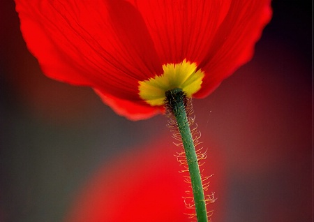 Poppy Light