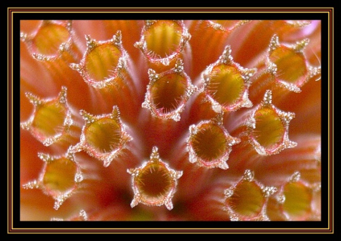 Natures Test Tubes