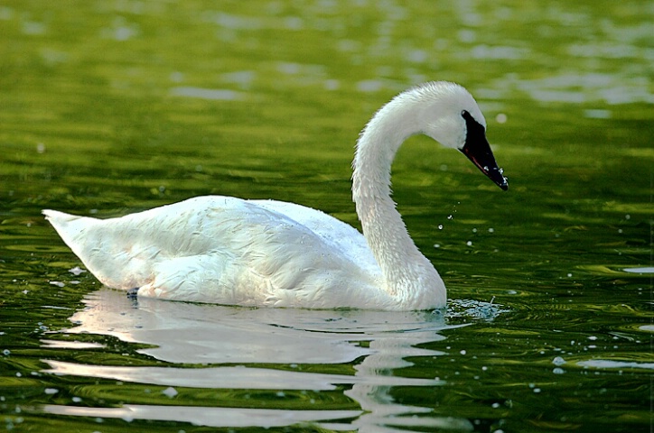 Swan 7