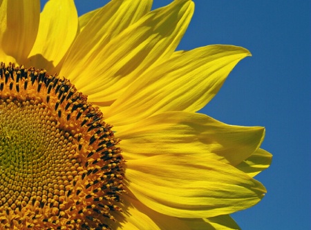 Sunkissed Sunflower