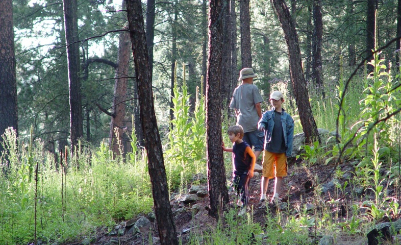 Exploring The Forest