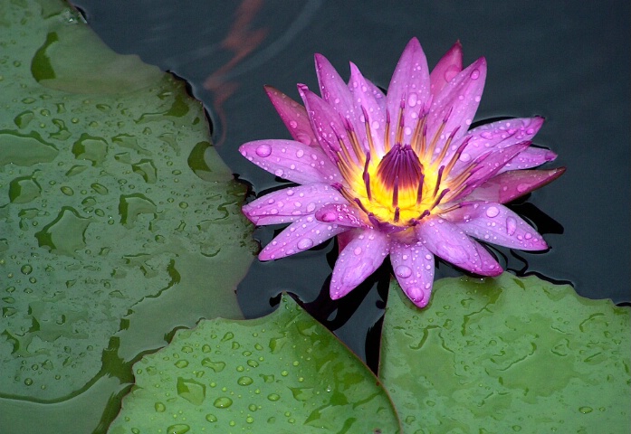 Waterlilly