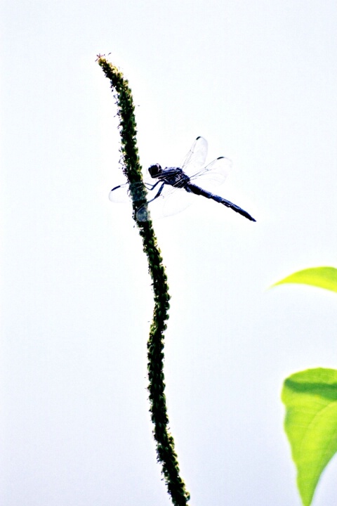 dragon fly