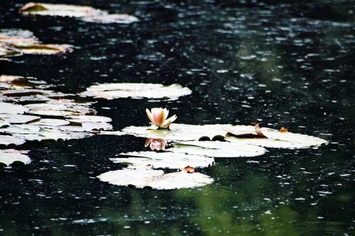 water lily