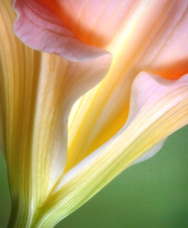 Daylily1631