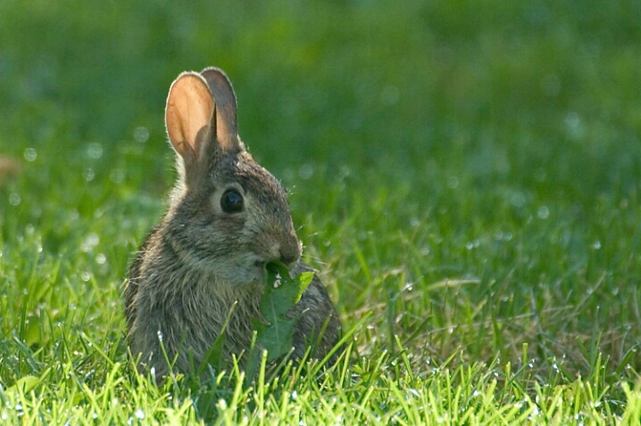 Early Bunny Gets the Leaf - ID: 490641 © Robert Hambley