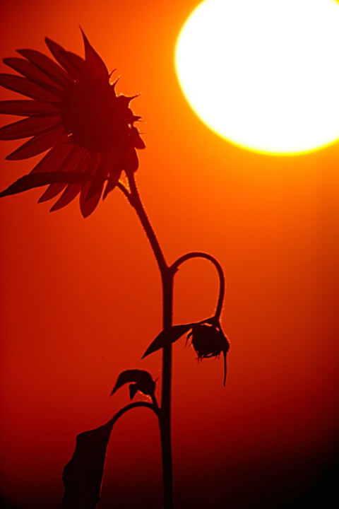 Sunflower at Sundown