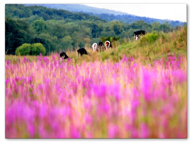 Loosestrife Field