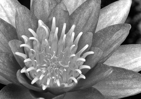 Water Lily in Black-and-White