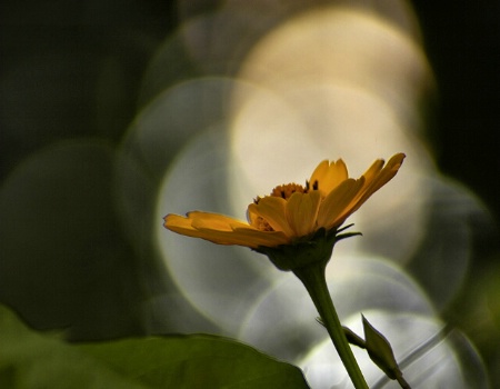 spotlights for a yellow flower