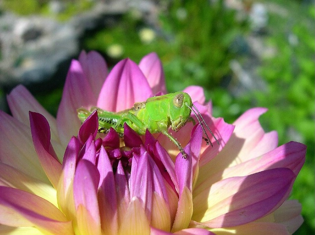 Cute Little Grasshopper