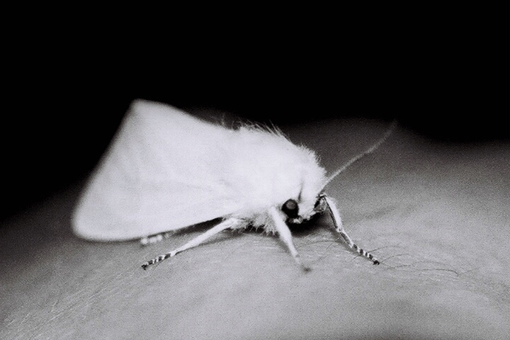 moth