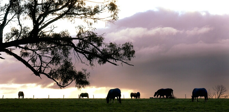 Silhouetted Horses @ Sunset