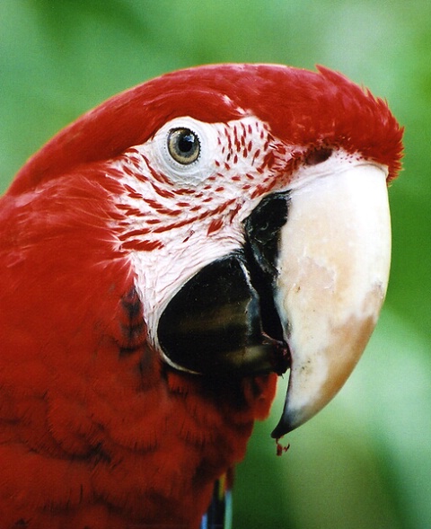 Macaw...eating berries