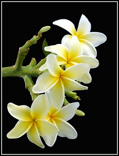 PLUMERIA