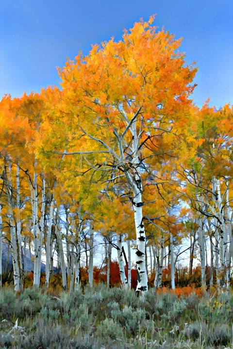 Burning Aspens