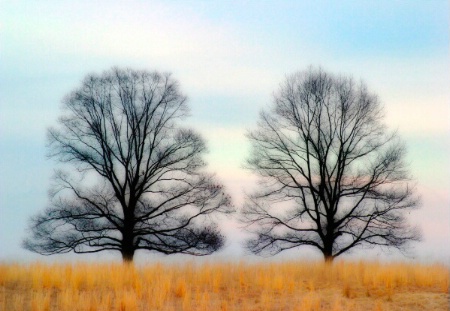 2 tree's and a bird