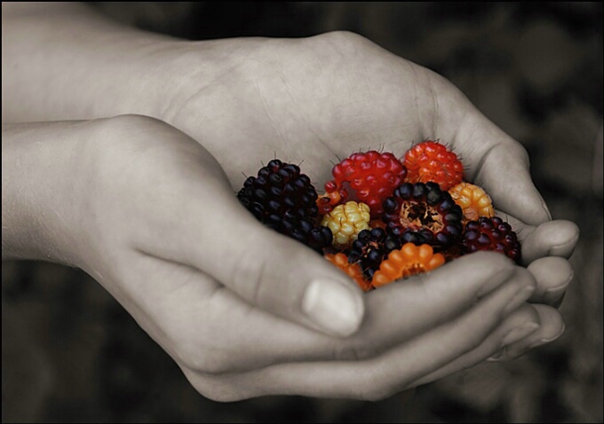 Salmon Berries