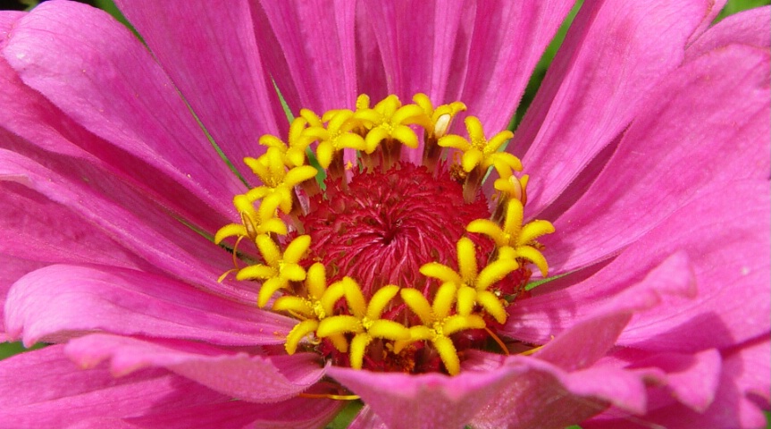 Zinnia