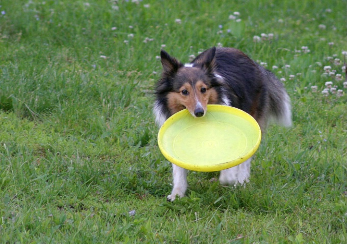 Playing Frisbee