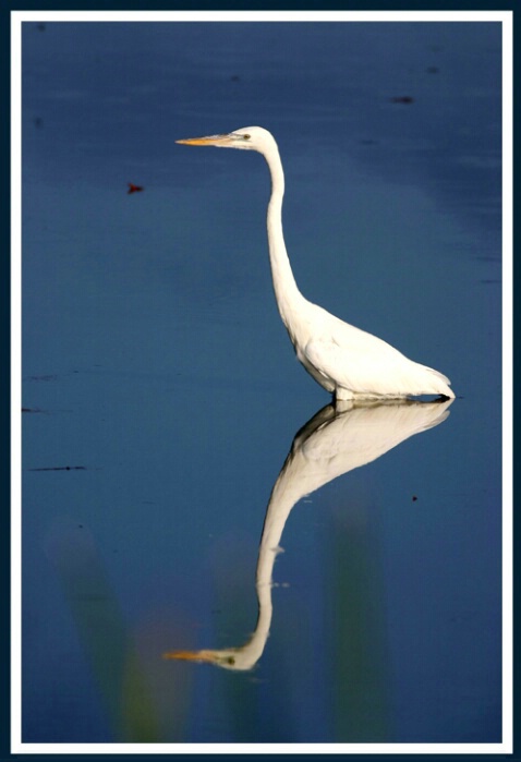 Egret and Friend <br><b>by Dick Fortune</b> - ID: 495209 © Sara And Dick