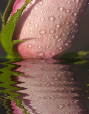 Reflected Rose