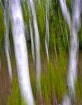 Birches-An Interp...