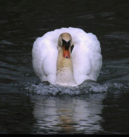 Swan at Flank Speed