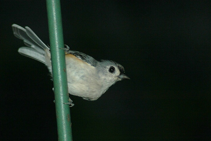 Tufted Titmouse